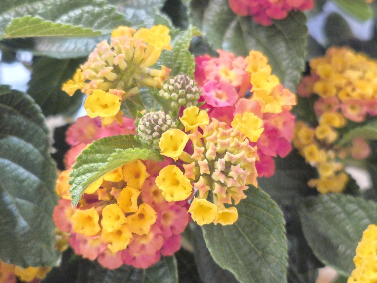 한국카네기CEO클럽 파주총동문회_사진_20250611_4.jpg